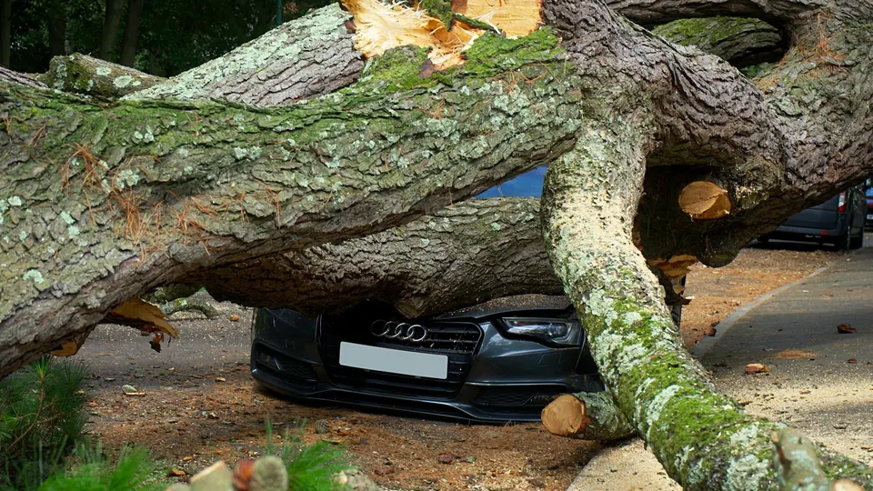 Arbre mort tombé sur un terrain privé : situation nécessitant un abattage sécurisé par un professionnel